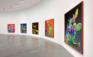 The contemporary exhibition showing the large format oil on canvas paintings of cactus fantastically colorful cactus plants made by emerging contemporary artist Dominic Virtosu.