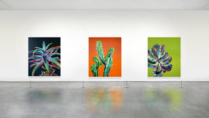 Three magnificent cactus paintings by Dominic Virtosu